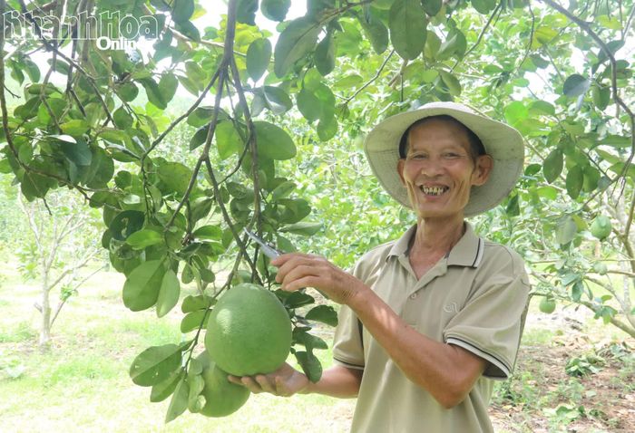 Vườn bưởi mang lại nguồn thu nhập ổn định cho gia đình ông Lê Xuân Trường.
