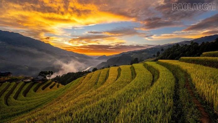 Giải chạy diễn ra vào thời điểm đẹp nhất khi mùa lúa chín vàng.