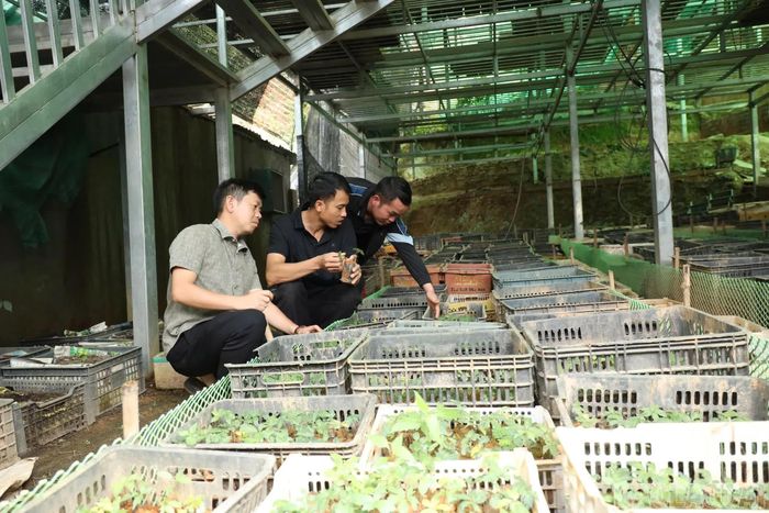 Mô hình trồng sâm giá trị cao tại xã Púng Luông.