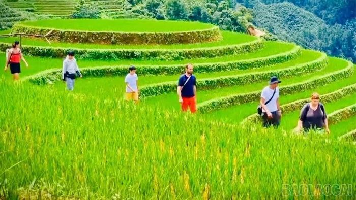 Du khách tham quan, ngắm cảnh mùa lúa chín ở Mù Cang Chải.