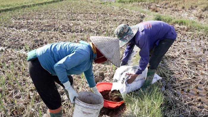 Nông dân phường Cầu Thia sử dụng phân chuồng ủ cho vụ đông.