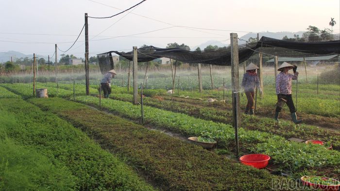 Ngành nông nghiệp tiếp tục định hướng tăng cường sử dụng phân bón hợp lý, phân hữu cơ, chế phẩm sinh học để giảm thiểu phát thải trong trồng trọt.