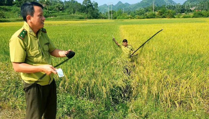 Cán bộ kiểm lâm kiểm tra khu vực các cánh đồng, nơi chim di cư thường tìm về trú ngụ, kiếm ăn.