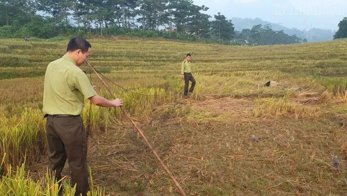 Lực lượng kiểm lâm tháo dỡ lưới và thu giữ dụng cụ bẫy chim di cư.