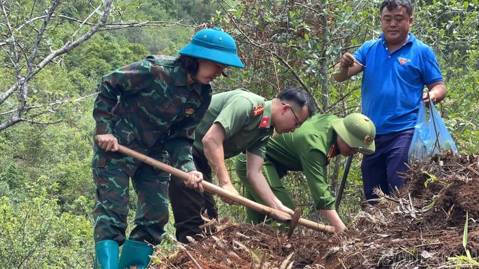  Bí thư Đảng ủy xã Lao Chải Đào Thị Thu Thủy cùng cán bộ xã tham gia mô hình trồng thí điểm 3 ha cây đẳng sâm dưới tán rừng sơn tra. 