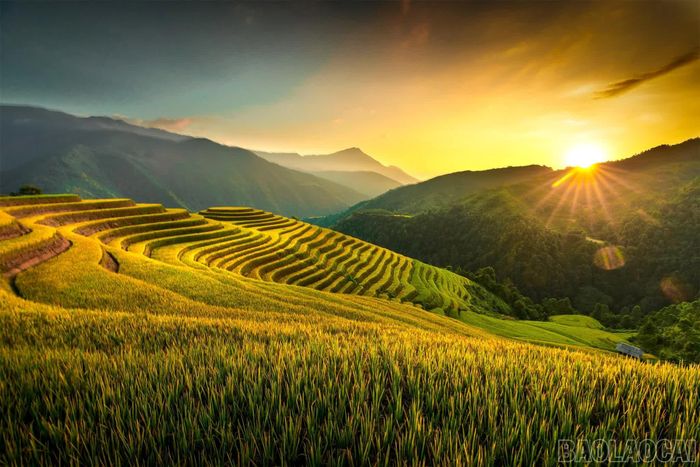 Mùa lúa chín ở Lao Chải.