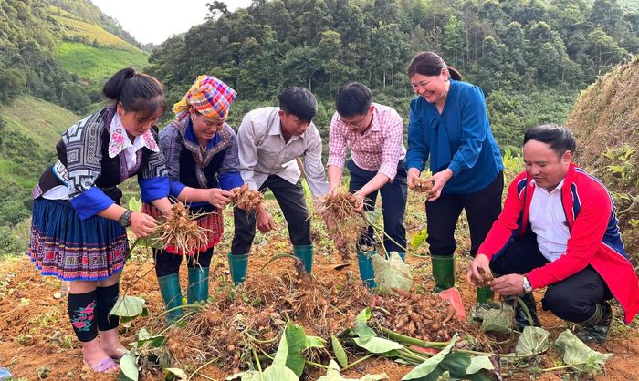 Mô hình trồng thử nghiệm 2,5 ha khoai sọ thơm bước đầu cho kết quả tích cực.