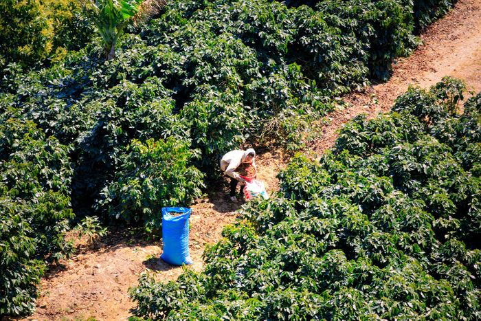 Cà phê muốn nhập khẩu vào EU phải chứng minh được nguồn gốc hợp pháp, không gây mất rừng