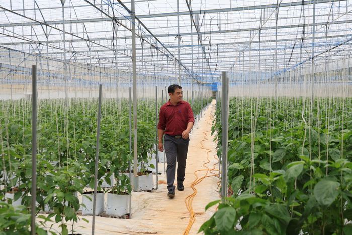 Vườn ớt ngọt công nghệ cao của nông dân xã Ka Đô