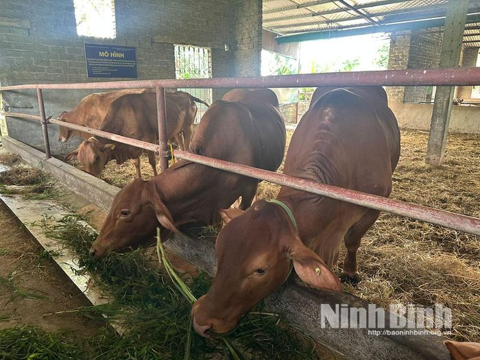 Giống bò lai Senepol không có sừng hoặc sừng kém phát triển, mắn đẻ, sản lượng thịt cao.