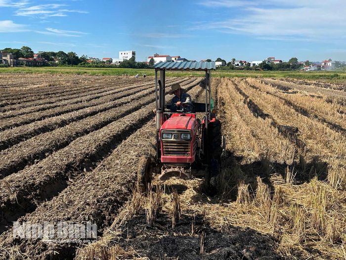 Cơ giới hóa khâu làm đất giúp đẩy nhanh tiến độ giải phóng ruộng để trồng cây vụ Đông ưa ấm.