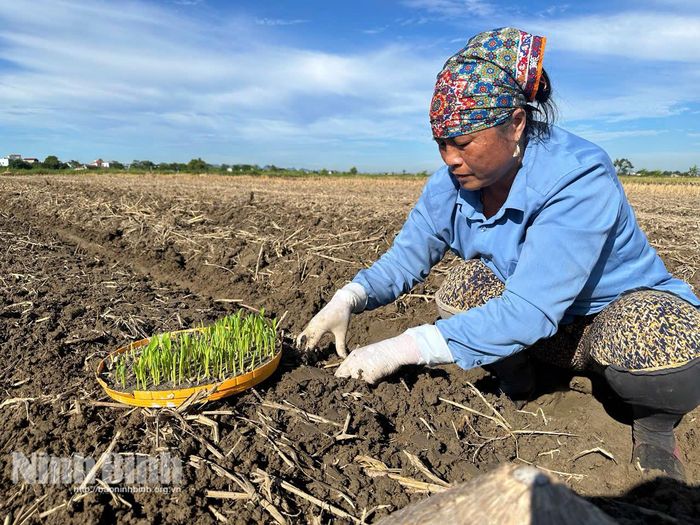 Với tinh thần "sáng lúa, chiều cây đông" nông dân xã Yên Từ đẩy mạnh gieo trồng cây ngô ngọt.