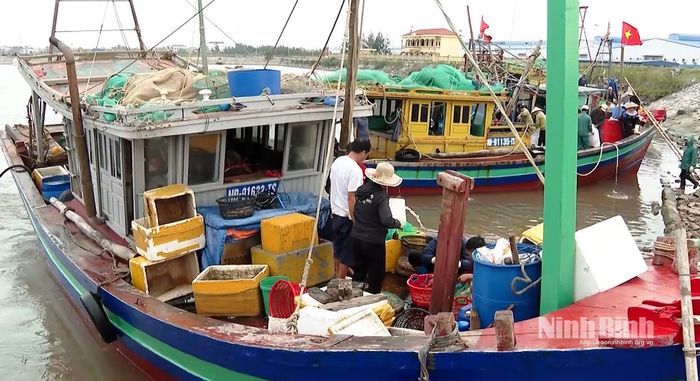 Cảng cá Giao Ninh tấp nập mỗi ngày