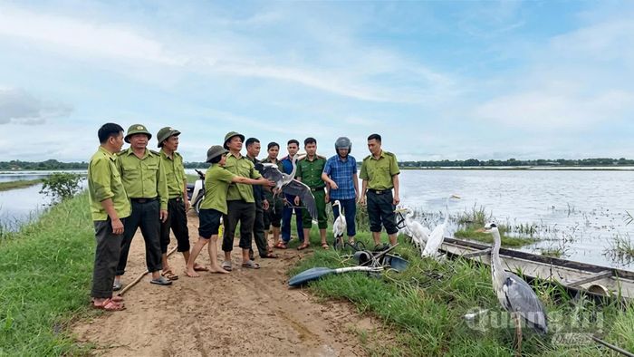 Lực lượng Kiểm lâm phối hợp với Công an xã, chính quyền địa phương cứu hộ các cá thể chim hoang dã trước khi thả về môi trường tự nhiên - Ảnh: Đội KLCĐ và PCCCR số 2