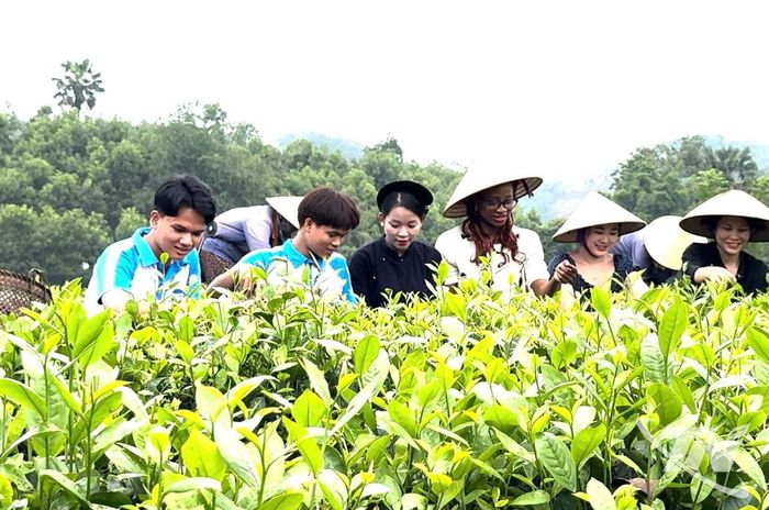 Du khách trải nghiệm hái chè ở HTX Nông sản Phú Lương