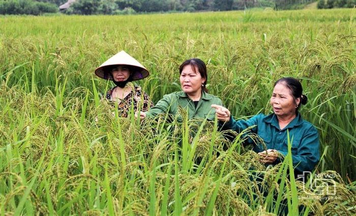 Lúa nếp Vải, sản phẩm nông nghiệp đặc trưng được nông dân xã Hợp Thành chăm sóc và phát triển.