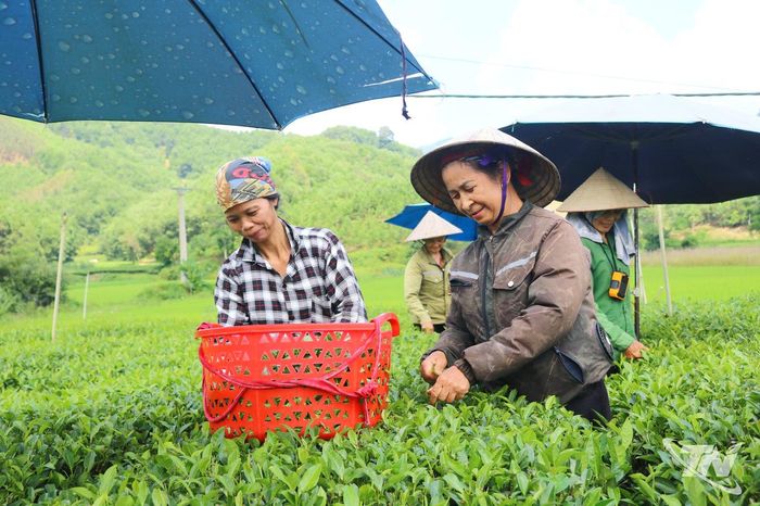 Bà con xã Tràng Xá tích cực chăm sóc, sản xuất chè theo hướng an toàn, nâng cao chất lượng sản phẩm và giá trị cây chè.