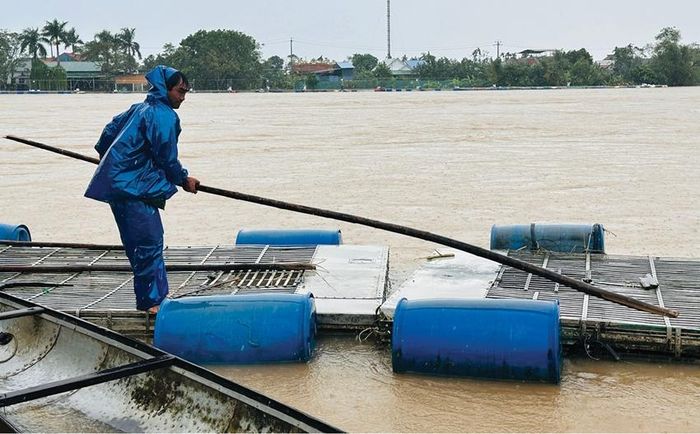  Người dân chủ động giằng néo các lồng cá trên sông.