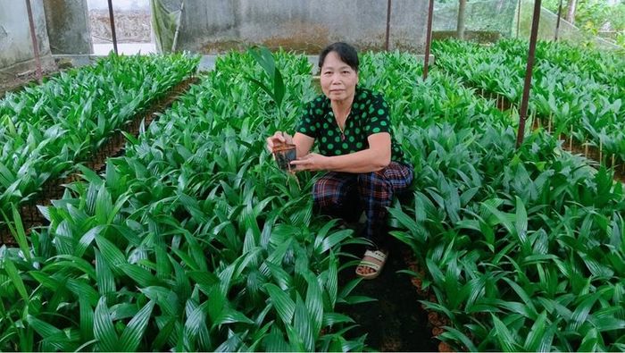 Vườn ươm cau giống của gia đình bà Thu cung cấp cây giống cho bà con trong vùng và các địa phương lân cận.