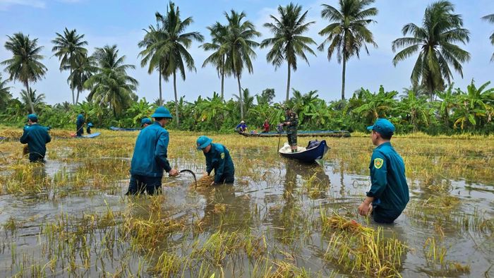 Lực lượng Dân quân, Bộ đội thuộc Bộ Chỉ huy Quân sự tỉnh Cà Mau hỗ trợ người dân trên địa bàn xã Khánh Hưng thu hoạch lúa bị ngập.