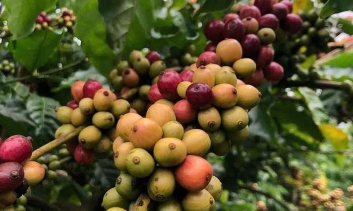 Giá cà phê nội địa giảm nhẹ 200 đồng/kg.