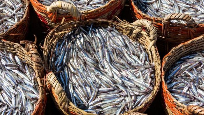 Cá cơm nhỏ nhưng là nguồn omega-3 đáng chú ý và có mức thủy ngân thấp
