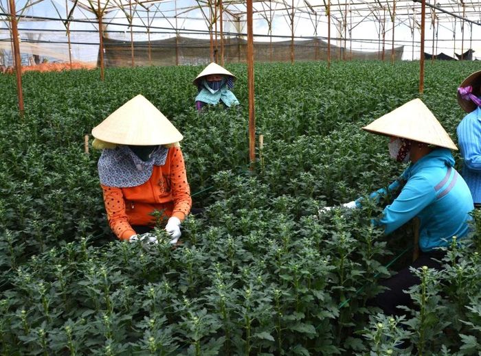 Người Đà Lạt sản xuất hoa cúc.