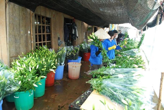 Cần có một đột phá mới trong khâu tiêu thụ hoa Đà Lạt.