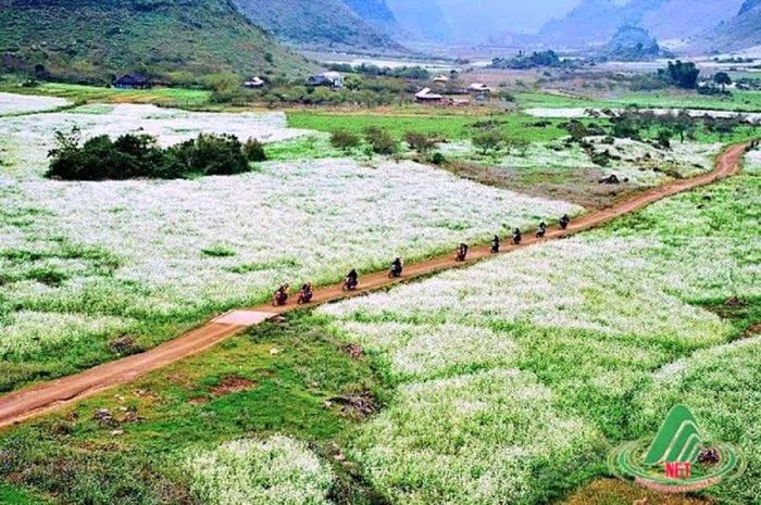 Tour du lịch Mộc Châu hút khách ngắm mùa hoa cải trắng tinh khôi. Ảnh: NFT