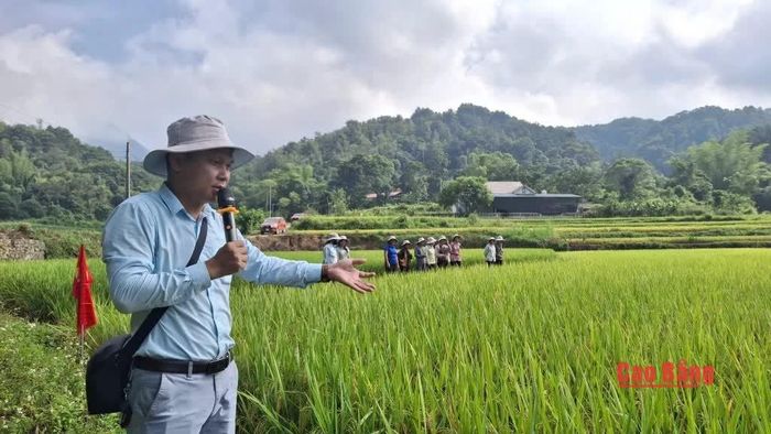 Hội thảo đầu bờ đánh giá mô hình trình diễn giống lúa lai Hà Phong 39 tại xóm Gia Tự 1, xã Nam Tuấn.