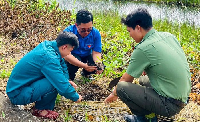Ðảng viên, đoàn viên, thanh niên xã Phú Mỹ trồng cây xanh tạo diện mạo xanh - sạch - đẹp cho địa phương.