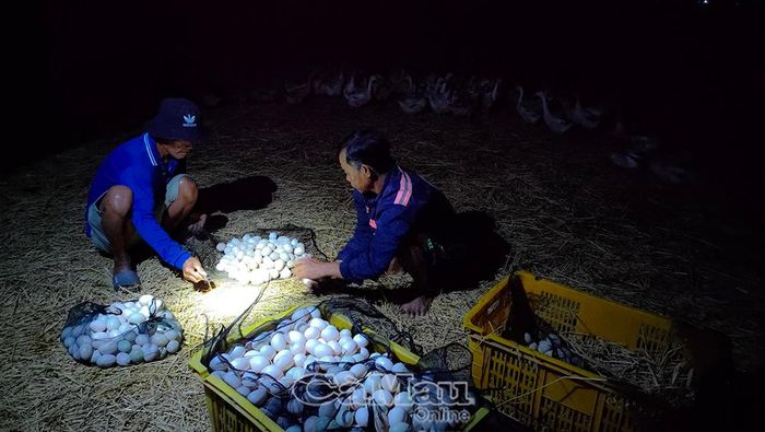 Công việc của người chăn vịt chạy đồng khá vất vả, ban ngày theo dõi đàn vịt, sáng sớm thu gom trứng.