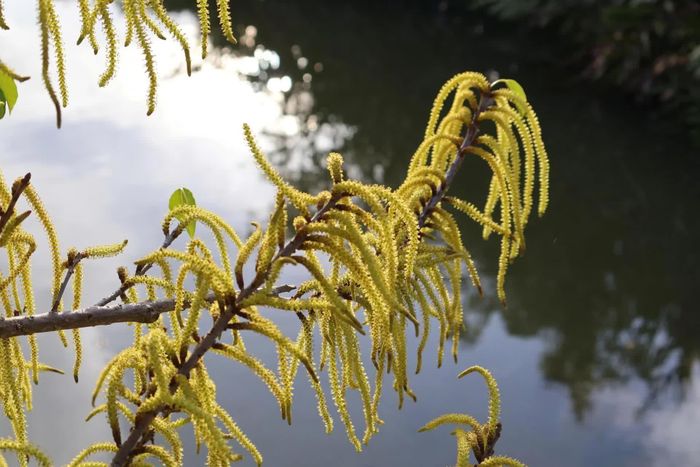  Những chùm hoa chá nhuộm vàng hai bên bờ, soi bóng xuống mặt nước phẳng lặng. 