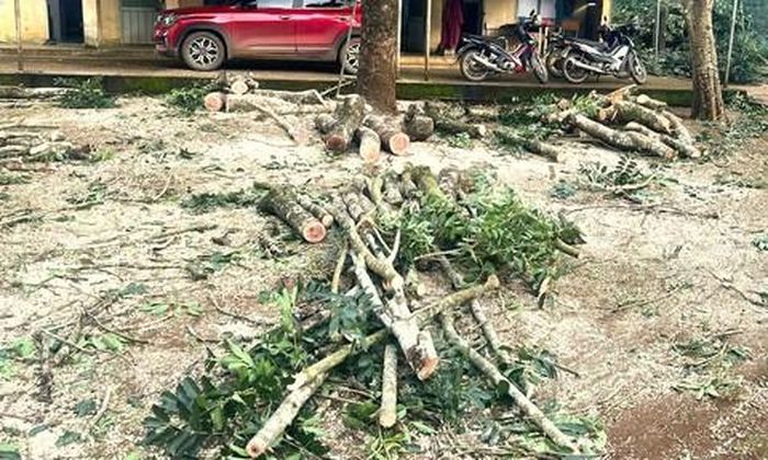 Cây xanh ở trường trên địa bàn xã Đăk Sao bị cắt, hạ. Ảnh CTV.