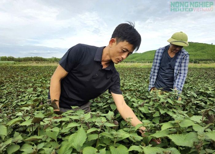 Mỗi vụ trồng và thu hoạch chỉ mất khoảng 4 tháng, mang lại thu nhập hàng tỷ đồng cho hợp tác xã.