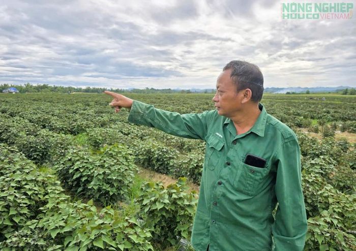 Ông Đàm Thanh Hải phấn khởi khi diện tích trồng tía tô mang lại hiệu quả cao.