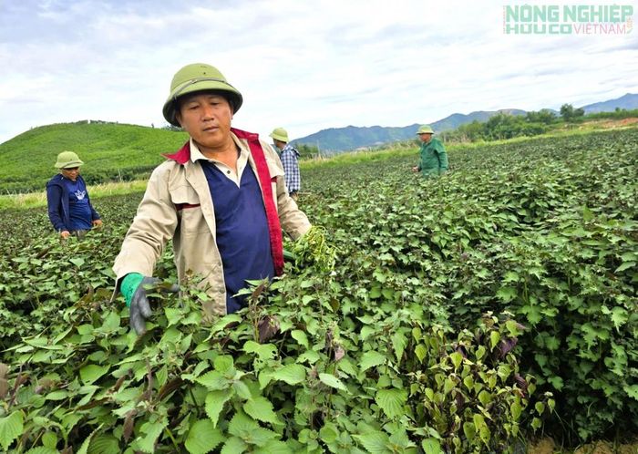 Mô hình trồng tía tô gắn với chế biến tinh dầu tại Nghĩa Đồng đang cho thấy hướng tiếp cận mới trong sản xuất nông nghiệp, mang lại hiệu quả kinh tế cao.