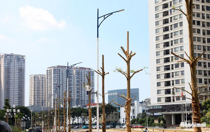 Hệ thống cây xanh, đèn chiếu sáng đã hoàn thiện.