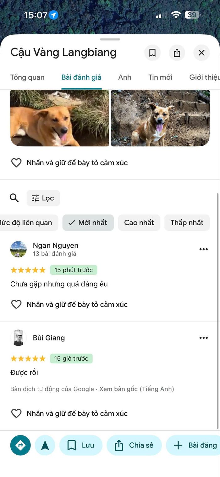 Chó vàng được gắn vị trí trên Google Maps. Ảnh: Nguyễn Minh Phong.