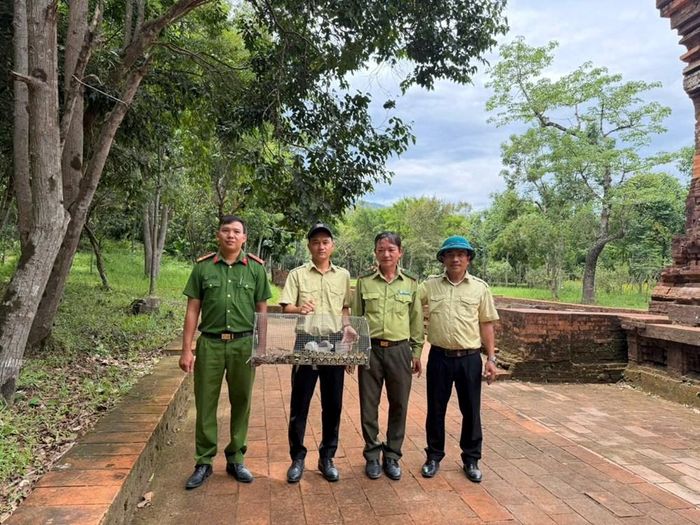 BQL Mỹ Sơn phối hợp với Hạt Kiểm lâm liên xã khu vực III và Công an xã Thu Bồn tiếp nhận, cứu hộ và thả về môi trường tự nhiên một cá thể trăn gấm do người dân xã Thu Bồn tự nguyện giao nộp. Ảnh: BQL