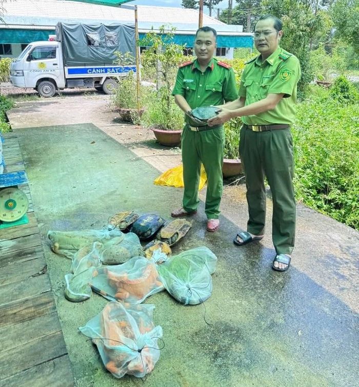 Công an xã Cô Tô bàn giao toàn bộ số động vật trên cho Hạt Kiểm lâm khu vực 1