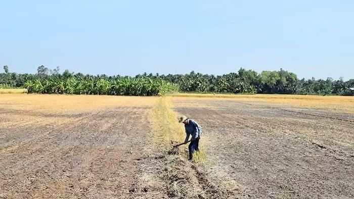Hạn hán ở đồng bằng sông Cửu Long. (Ảnh: NGUYỄN SỰ)