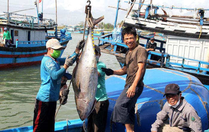  Nhiều chuyến tàu vươn khơi mang về sản lượng cá ngừ đại dương khá cao, nhưng giá cá lại chưa được như mong đợi. Ảnh: HUỲNH HẢI 