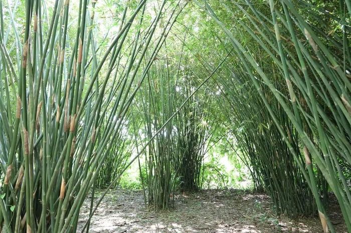 Nguyên liệu đan đát chủ yếu là cây trúc.