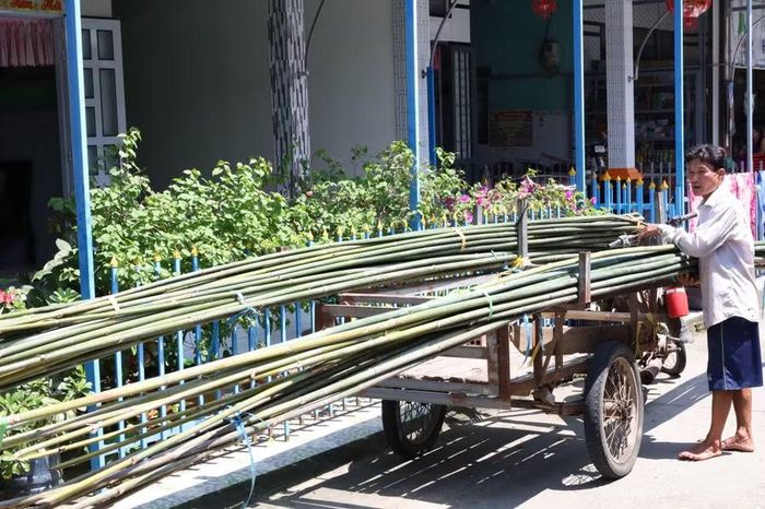 Cây trúc được vận chuyển về để đan.