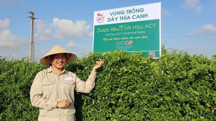 HTX Dược liệu Hải Hậu ACT với mô trình trồng và chế biến cây Dây thìa canh.