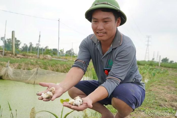 Loại ốc bươu đen có đặc tính "siêu đẻ" nên giúp người dân giảm được chi phí giống. Ảnh: Kim Long