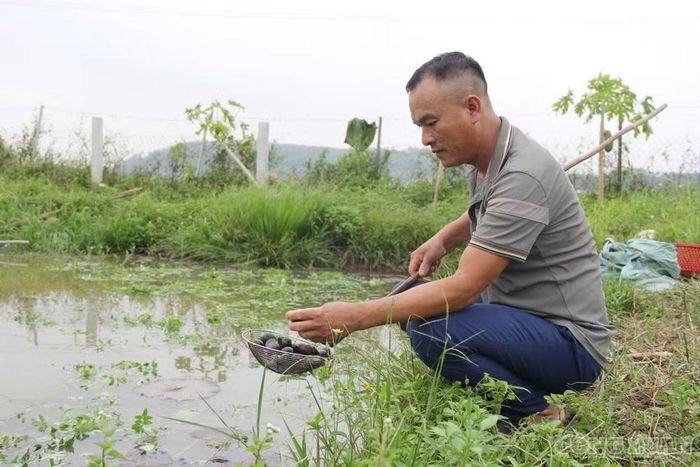 Nhận thấy hiệu quả kinh tế cao từ nuôi ốc bươu đen nên nhiều hộ dân đã mạnh dạn chuyển đổi những thửa ruộng kém hiệu quả sang nuôi ốc. Ảnh: Kim Long