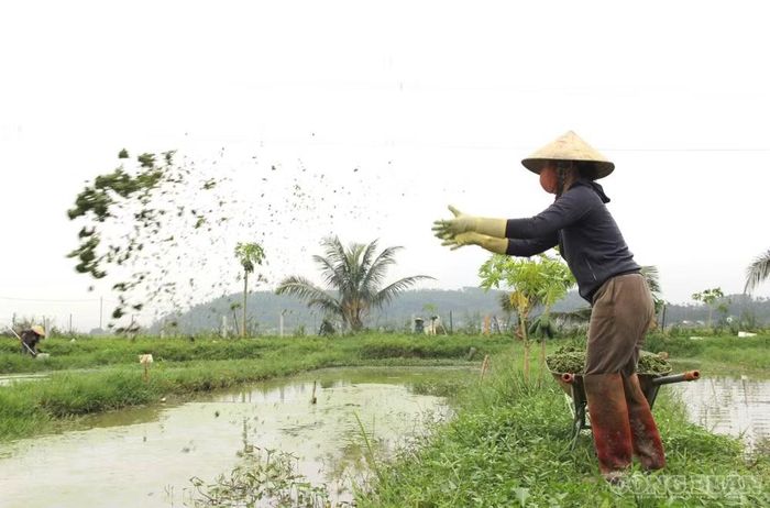 Nguồn thức ăn loài ốc bươu đen dễ kiếm và rẻ giúp người nuôi tiết kiệm chi phí. Ảnh: Kim Long