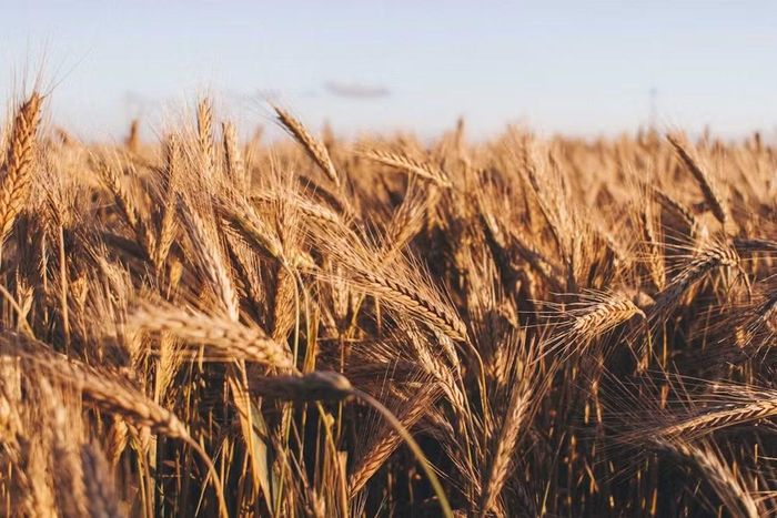 Giá lúa mì tăng lên mức cao nhất trong 3 năm do giao thương qua Biển Đen bị gián đoạn. Ảnh: Unsplash